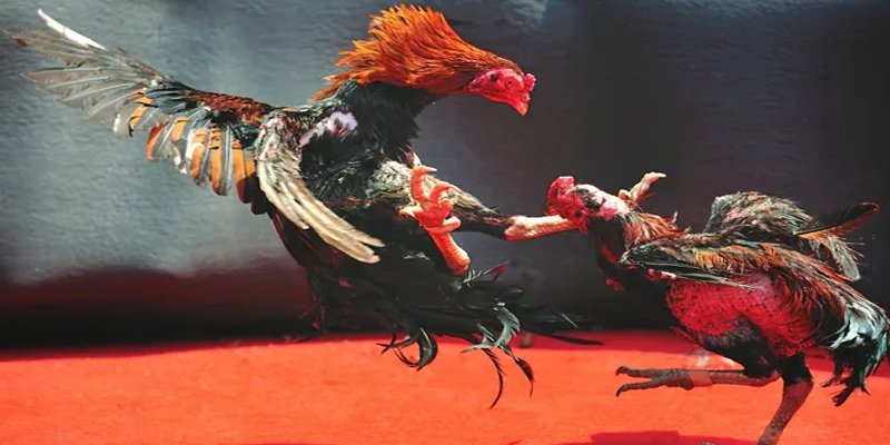 b52 win bắn cá h5 chơi ngay