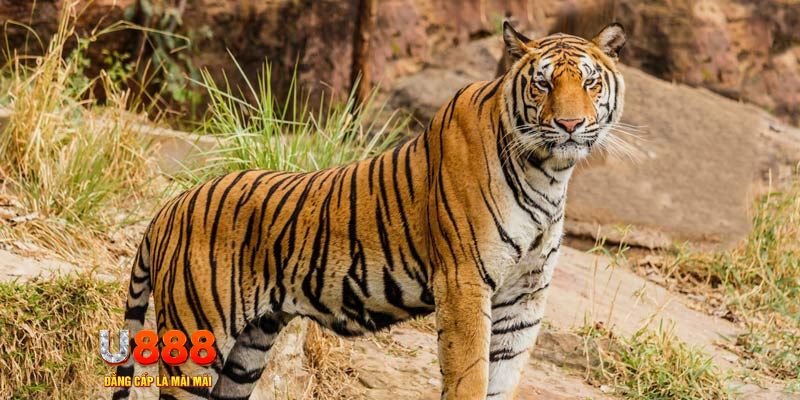 b52 win game nổ hủ máy bay