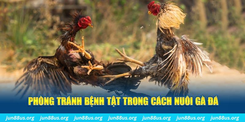 b52 win đăng nhập phỏm online