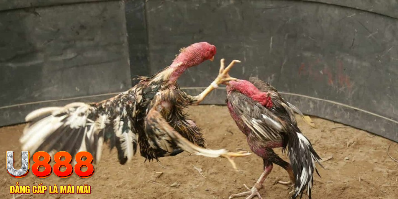 b52 win đăng nhập tiến lên miền nam số 1